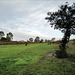 Penedos, After the rain pasture grows quickly