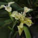5T2A4432 Yellow Iris