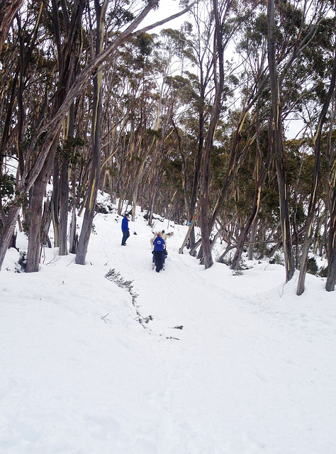 Mt Baw Baw day trip