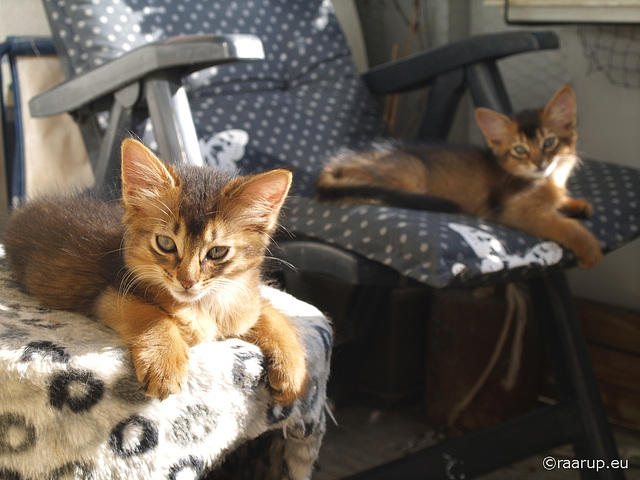 Somali kittens at Catika cattery