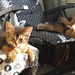 Somali kittens at Catika cattery