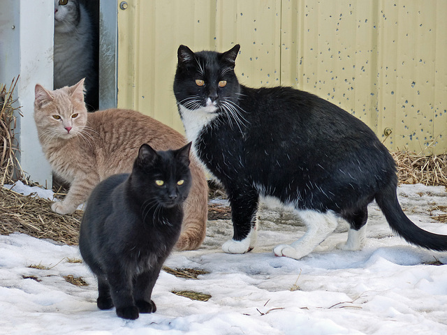 The barn cat gang