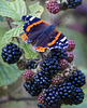 Red Admiral