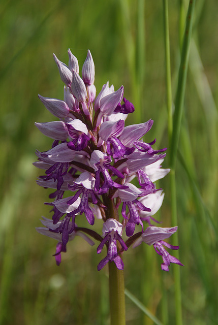 Helm-Knabenkraut (Orchis militaris)