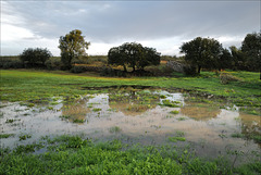 Penedos, After the rain pasture grows quickly