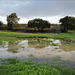 Penedos, After the rain pasture grows quickly