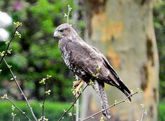 Buzzy  Buzzard