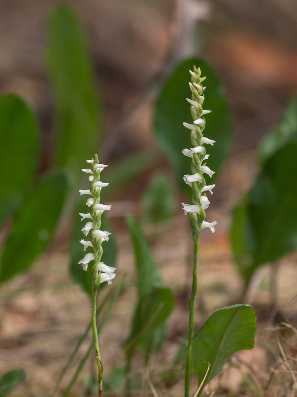 Spiranthes cernua 07