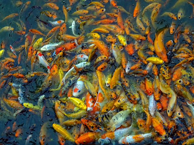 ...even more Koi