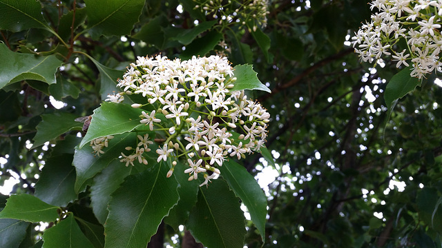 "holly laurel" or "diamond laurel"