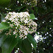 "holly laurel" or "diamond laurel"