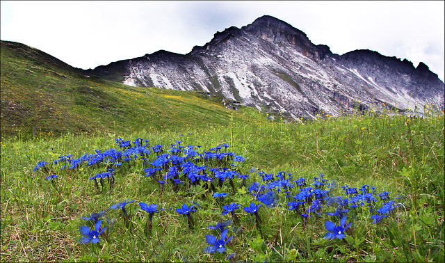 Gentian