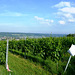 DE - Linz - Vineyards near Dattenberg