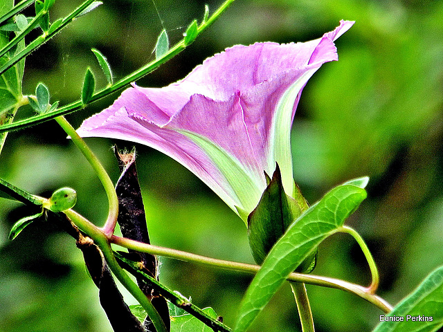 Bindweed.