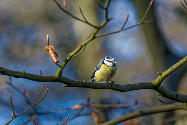 Blue tit767