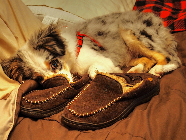 The Slipper Collector