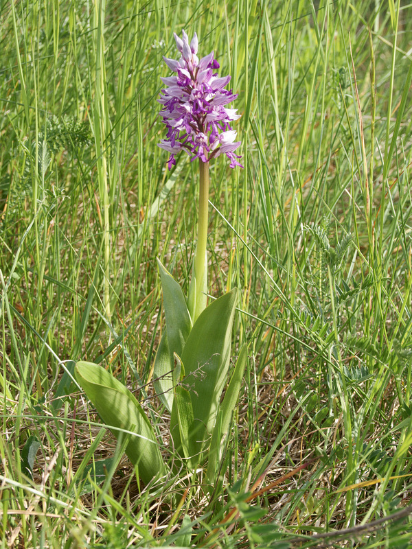 Helm-Knabenkraut (Orchis militaris)