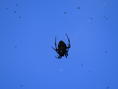 Garden spider