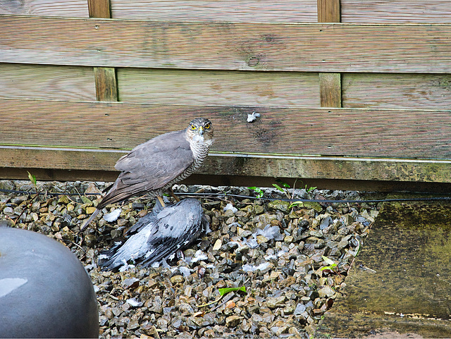 Sparrowhawk with prey