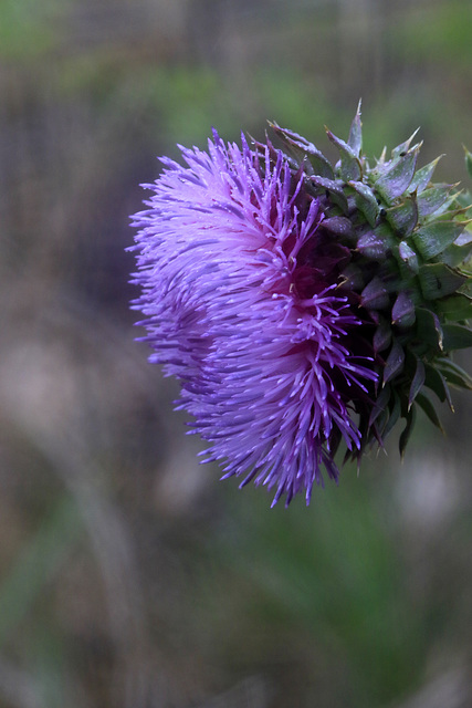 Nodding Thistle