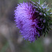 Nodding Thistle