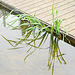 dock reflections