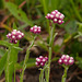 Rosy Pussytoes / Antennaria rosea