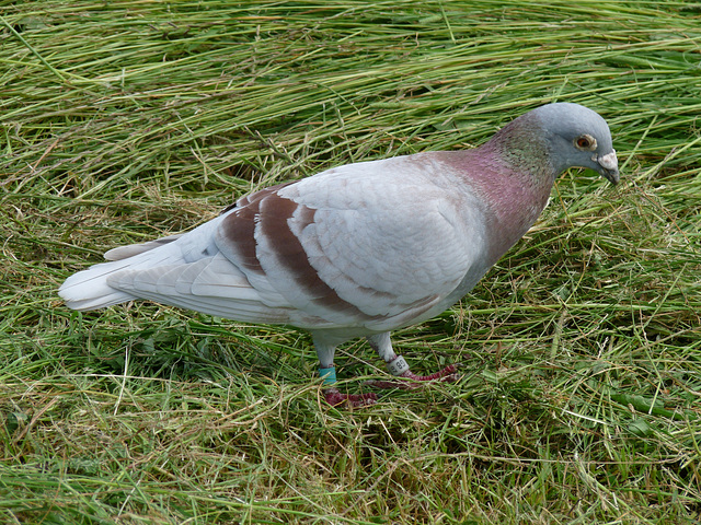 Avec mon bracelet électronique GB 07 , faire pigeon voyageur c'est pas gagné !