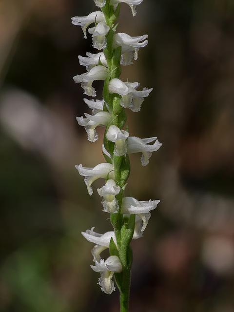 Spiranthes odorata (Fragrant Ladies'-tresses orchid)