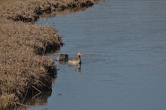 20150308 7253VRTw [D~PB] Graugänse (Anser anser), Steinhorster Becken, Delbrück