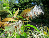 Milkweed seeds