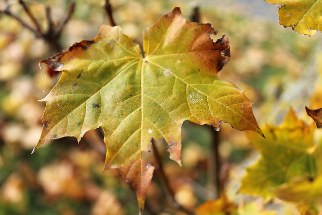 feuille en déclin