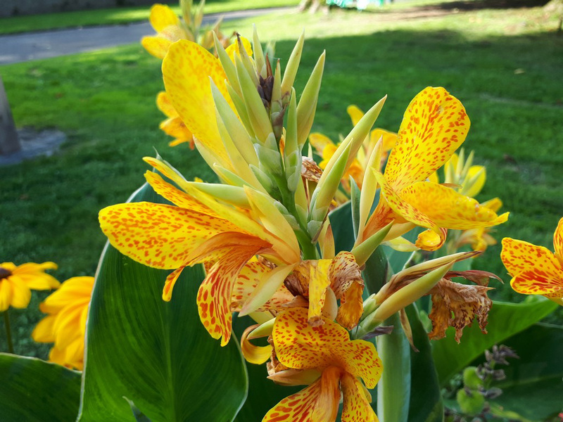 Canna...merci Danièle !