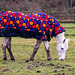 Croxteth Country Park equestrian centre