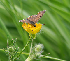 Chercheur d'or