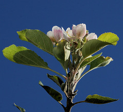 Apfelblüte im September