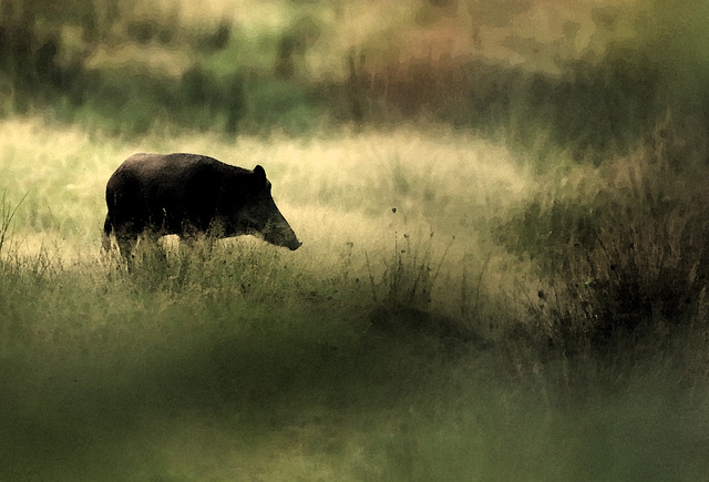 cochon  (Seine & Marne).