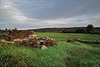 Penedos, After the rain pasture grows quickly