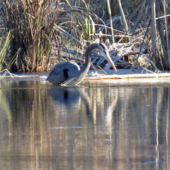 Great blue heron fishing