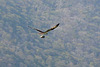 Mexican fish eagle (with fish).