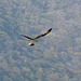 Mexican fish eagle (with fish).