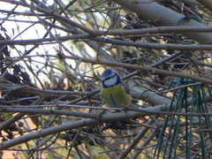 mésange bleue