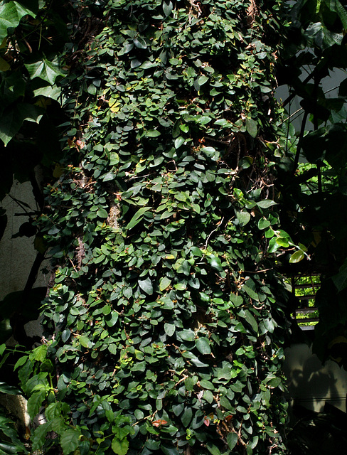 Ficus pumila