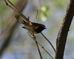 paruline flamboyante/american redstart