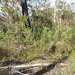 Callitris drummondii going feral in Belair NP