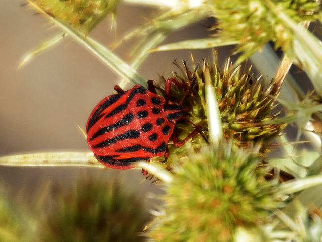 Shield Bug (Graphosoma semipunctatum) DSB 1136