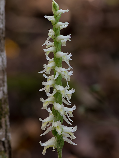 Spiranthes odorata (Fragrant Ladies'-tresses orchid)