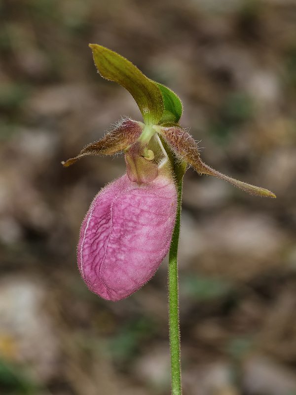 Cypripedium acaule (Pink Lady's-slipper orchid)