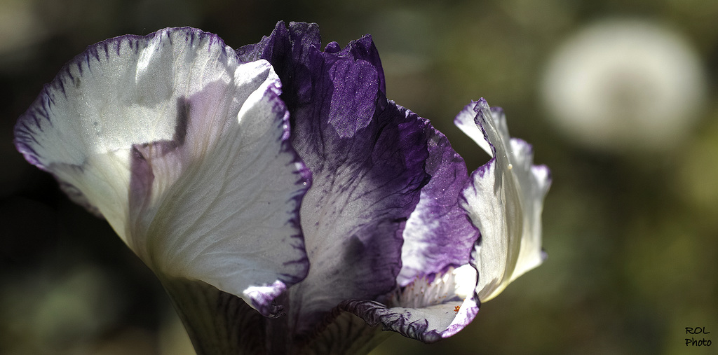 Etrange... non... cette fleur..!