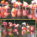 Flamingo- Lagune im Dresdner Zoo